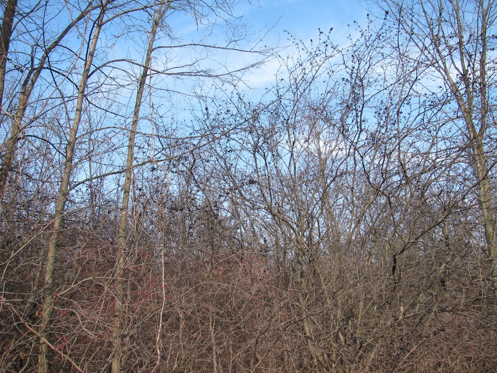 Eisenhower Park | 2235 Scio Church Rd, Ann Arbor, MI 48103, USA | Phone: (734) 794-6230 Eisenhower Park | 2235 Scio Church Rd, Ann Arbor, MI 48103, USA | Phone: (734) 794-6230