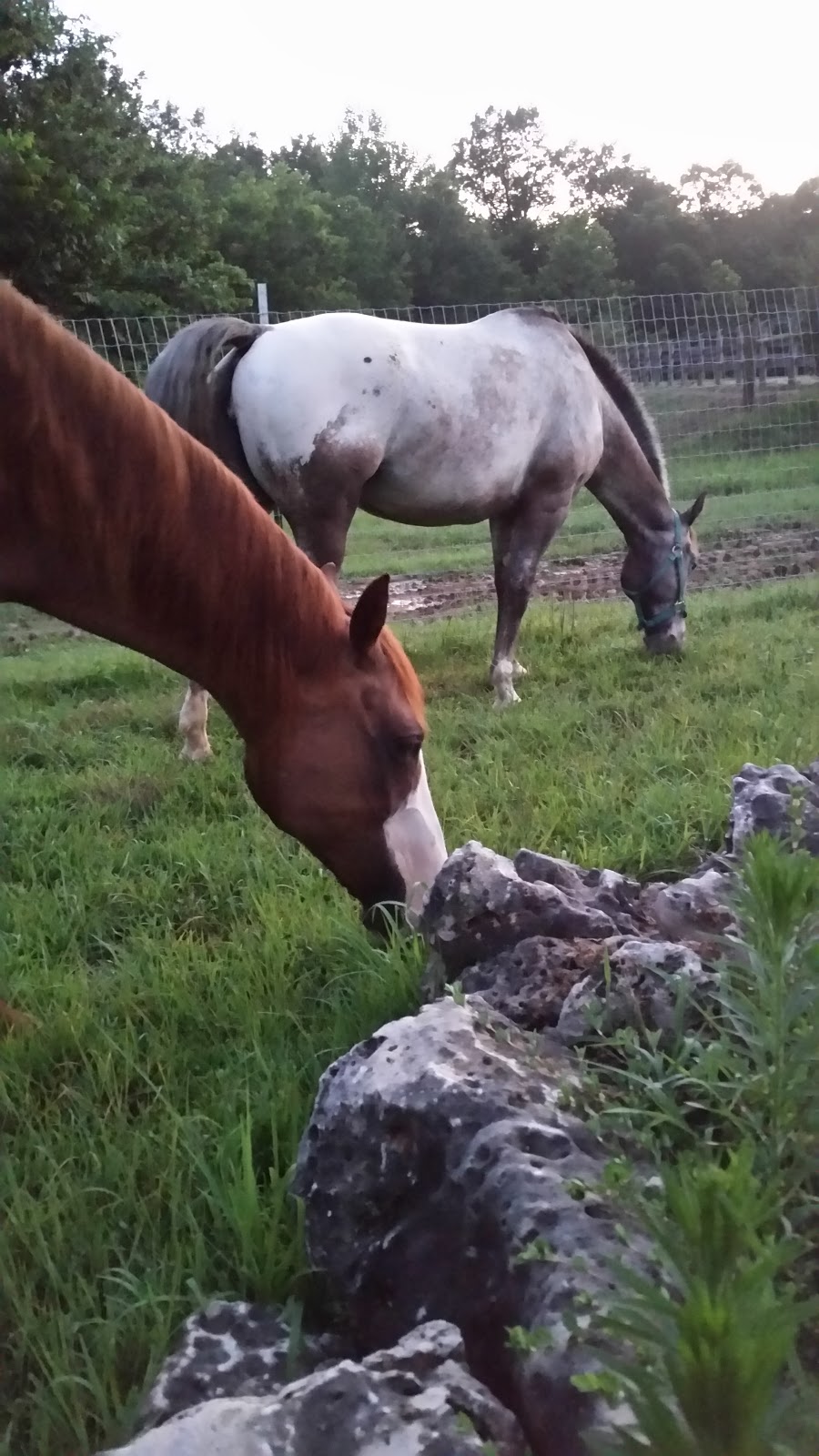 Silver Spurs Equestrian Center | 357 State Hwy EE, Winfield, MO 63389, USA | Phone: (636) 668-8683 Silver Spurs Equestrian Center | 357 State Hwy EE, Winfield, MO 63389, USA | Phone: (636) 668-8683