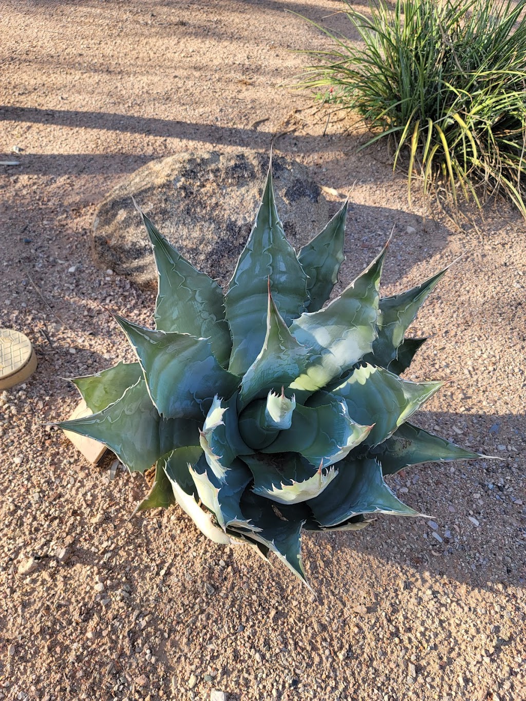 Chandler Xeriscape Demonstration Garden | 410 N Arrowhead Dr, Chandler, AZ 85224, USA | Phone: (480) 782-3580