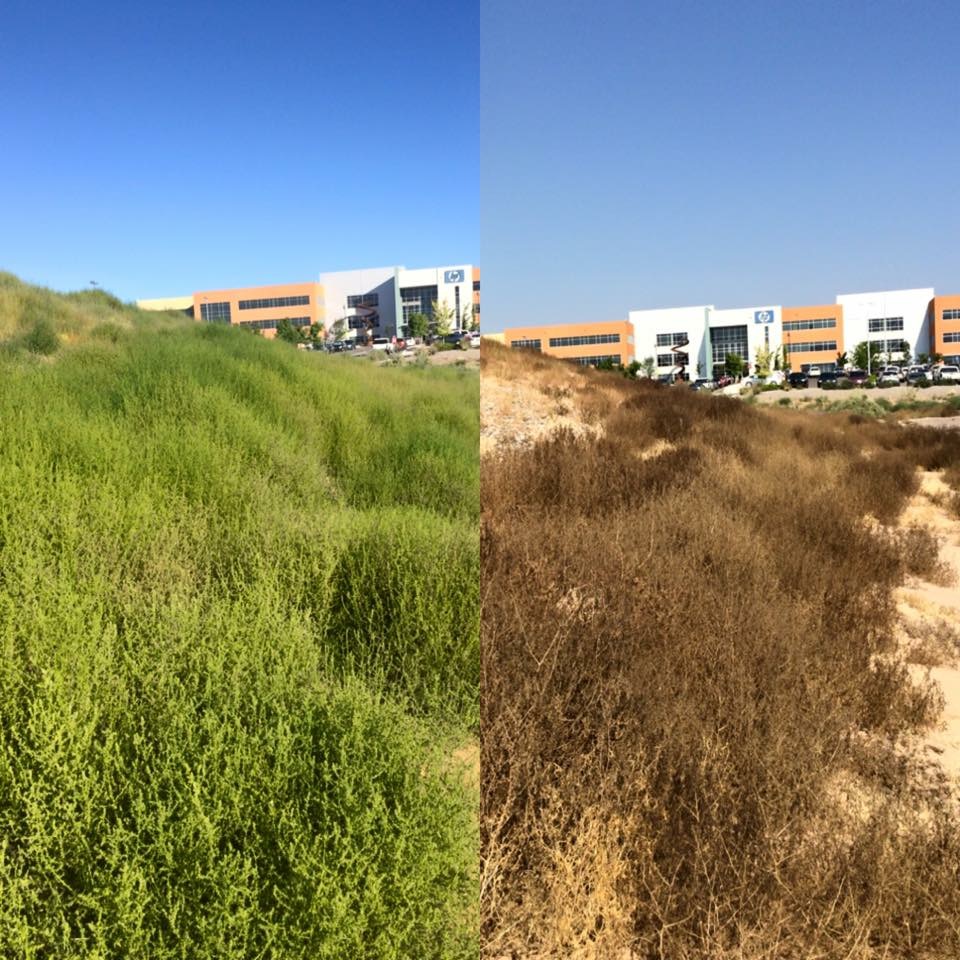 Craig Pest & Weed Control | 444 Soothing Meadows Dr NE, Rio Rancho, NM 87144, USA | Phone: (505) 220-4390