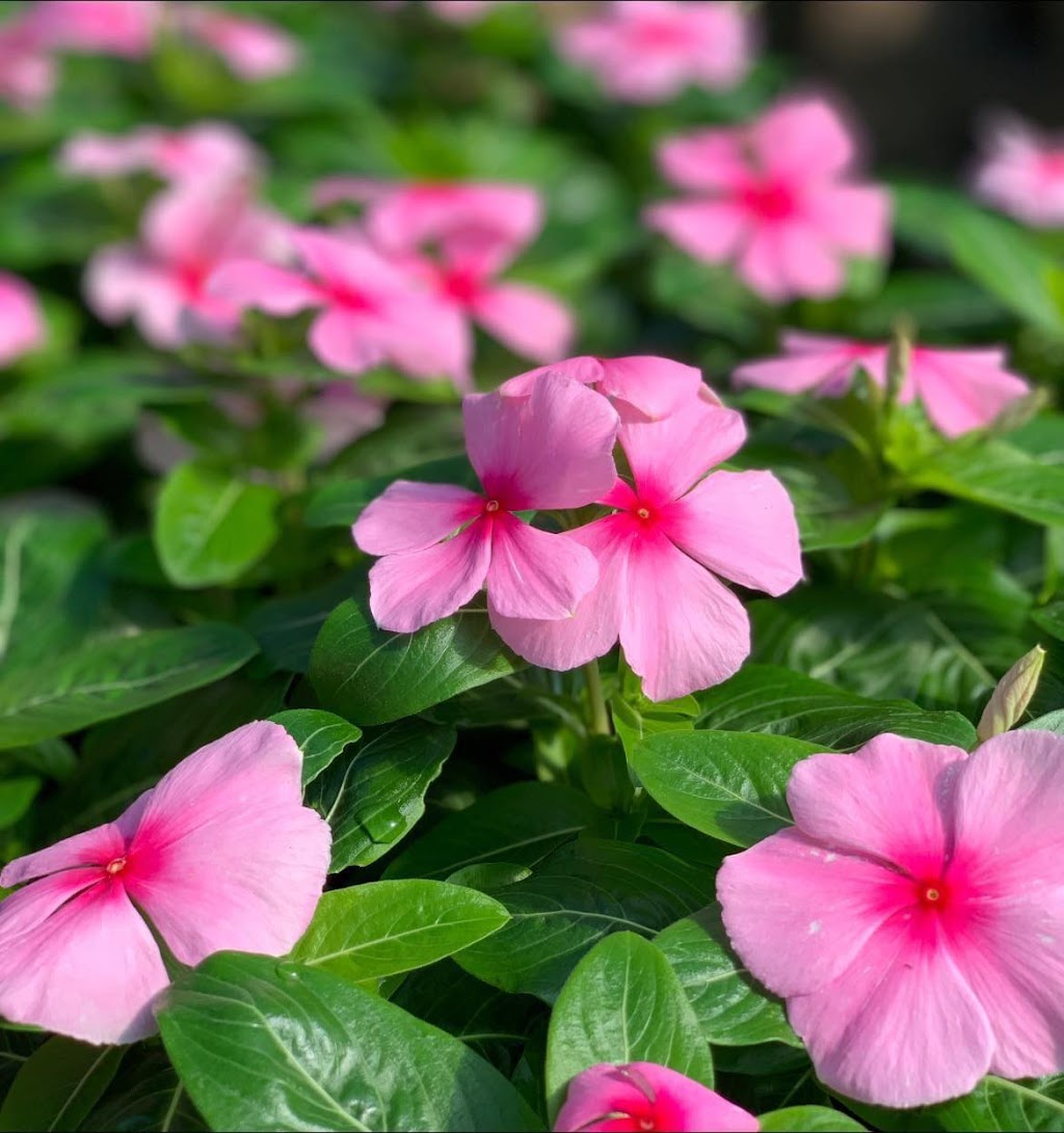 Premier Nursery | 1501 Airport Fwy, Euless, TX 76040, USA | Phone: (817) 685-0932