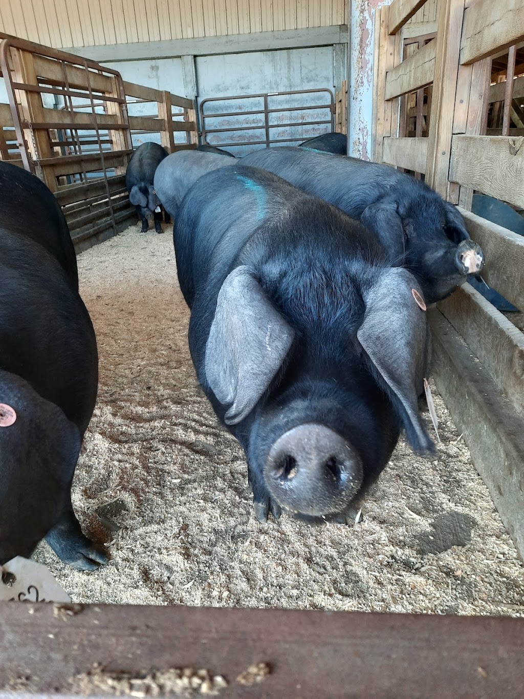 Northampton Co-Op Auction | 353 Long Plain Rd, Whately, MA 01093, USA | Phone: (413) 665-8774