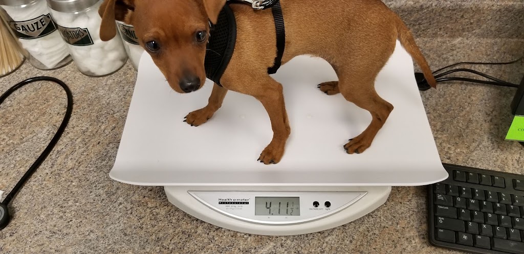 Fountain Valley Animal Hospital | 311 Main St, Colorado Springs, CO 80911, USA | Phone: (719) 392-4213