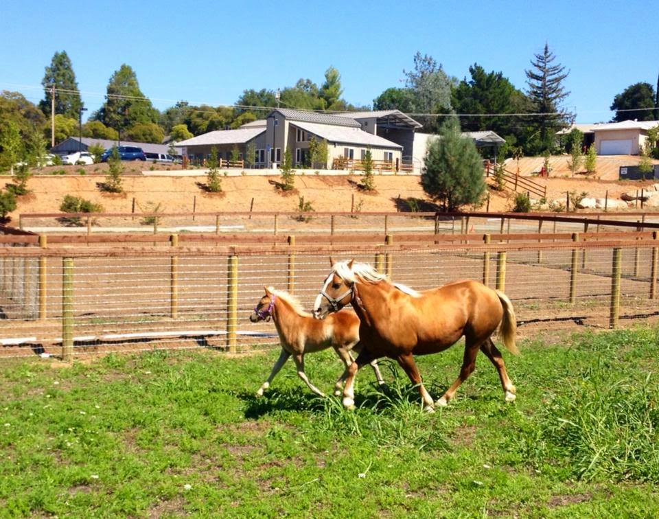 Loomis Basin Equine Medical Center | 2973 Penryn Rd, Penryn, CA 95663, USA | Phone: (916) 652-7645