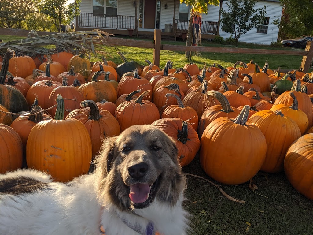 Peters Pumpkins & Carmens Corn | 12860 Old Brick Yard Rd, Shakopee, MN 55379, USA | Phone: (952) 906-0247