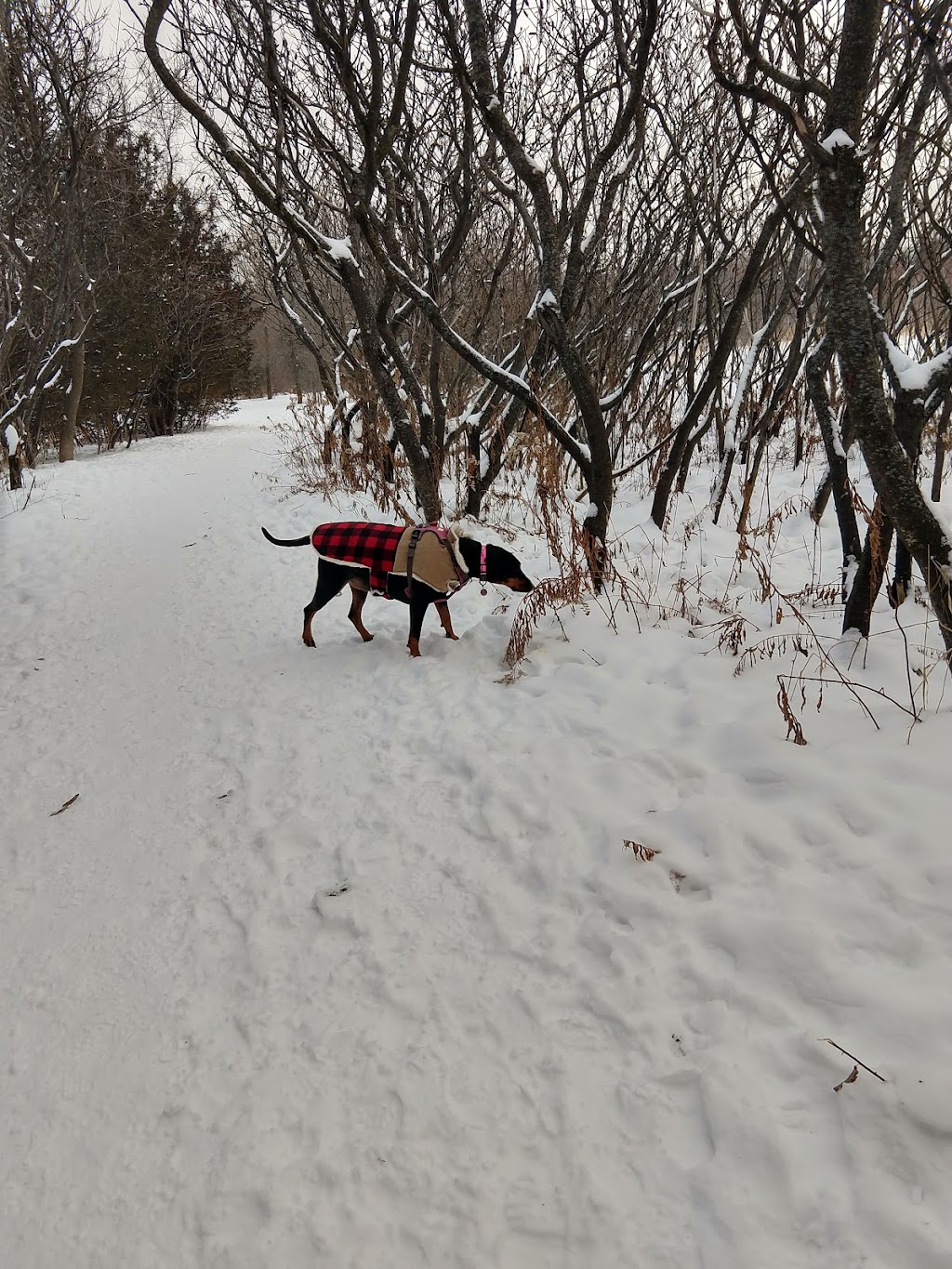 Elm Creek Park Reserve - Dog Off-leash Area | 11750 Zachary Ln N, Champlin, MN 55316, USA | Phone: (763) 694-7894