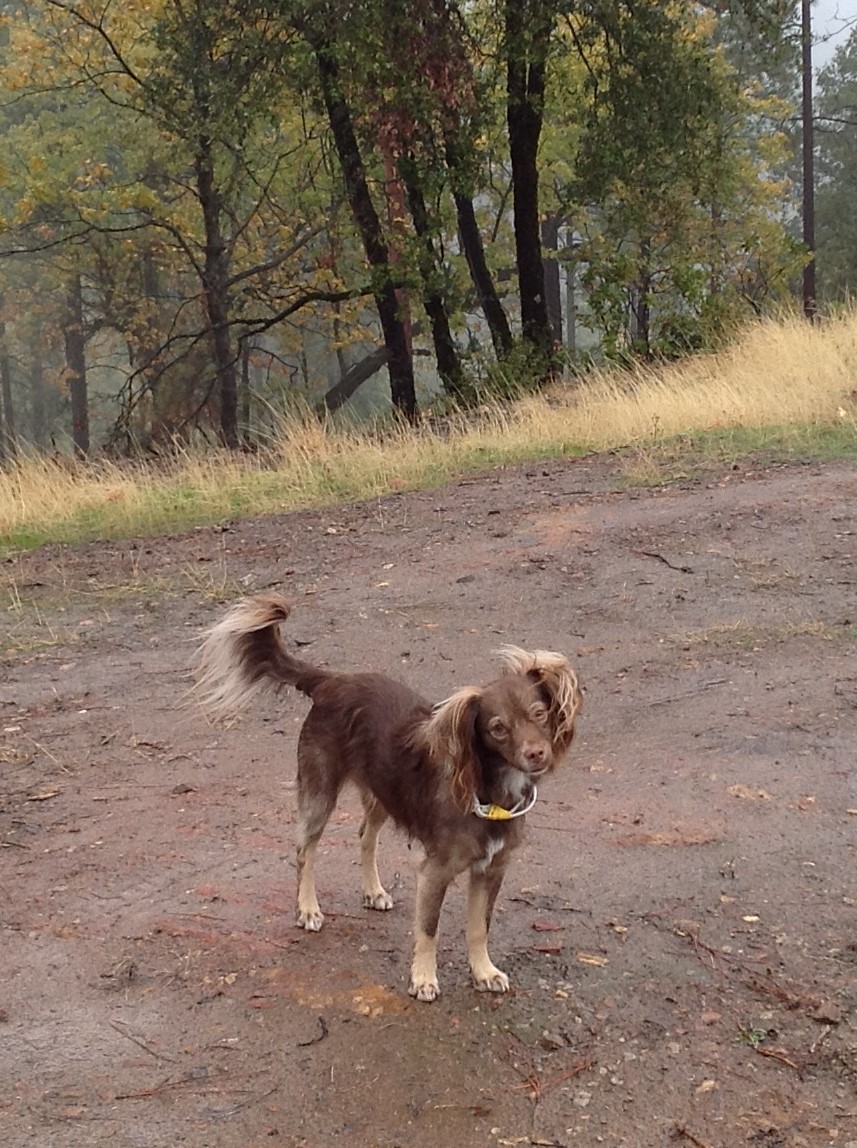 South Main Veterinary Hospital | 6 Main St, Sutter Creek, CA 95685, USA | Phone: (209) 560-9142