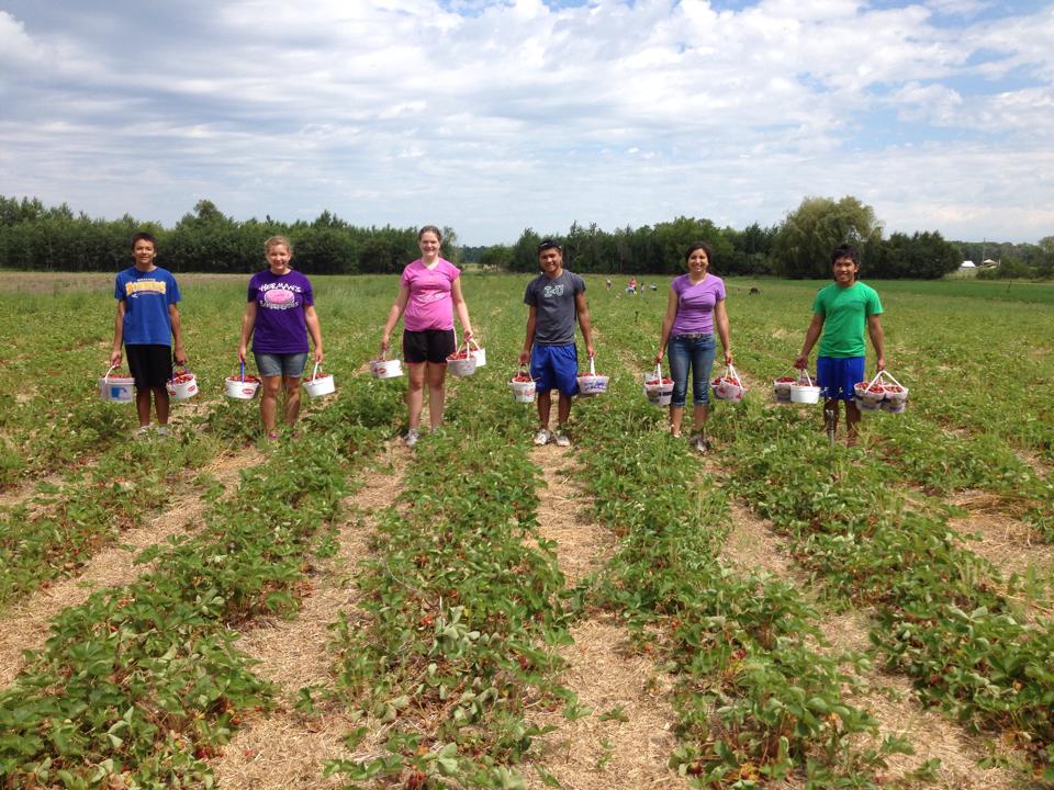 Rods Berry Farm | 28624 Zodiac St NE, North Branch, MN 55056, USA | Phone: (651) 674-8765
