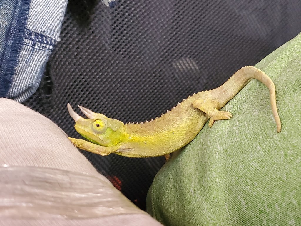 The Painted Reptile | 18730 W Oxnard St #215, Tarzana, CA 91356, USA | Phone: (818) 654-9441