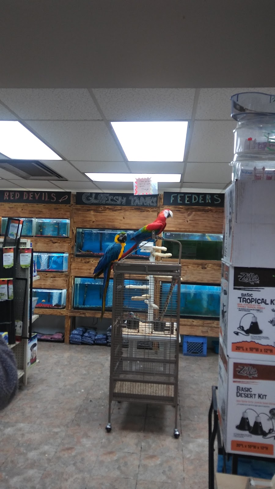 KONG Tiltz™ - Lincoln Park, MI - Feed Rite Pet Store