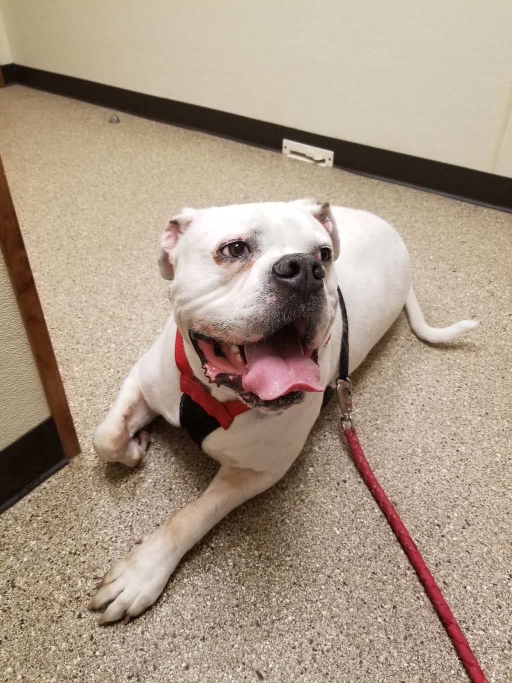 Connersville Veterinary Clinic | 808 E County Rd 250 S, Connersville, IN 47331, USA | Phone: (765) 825-9620