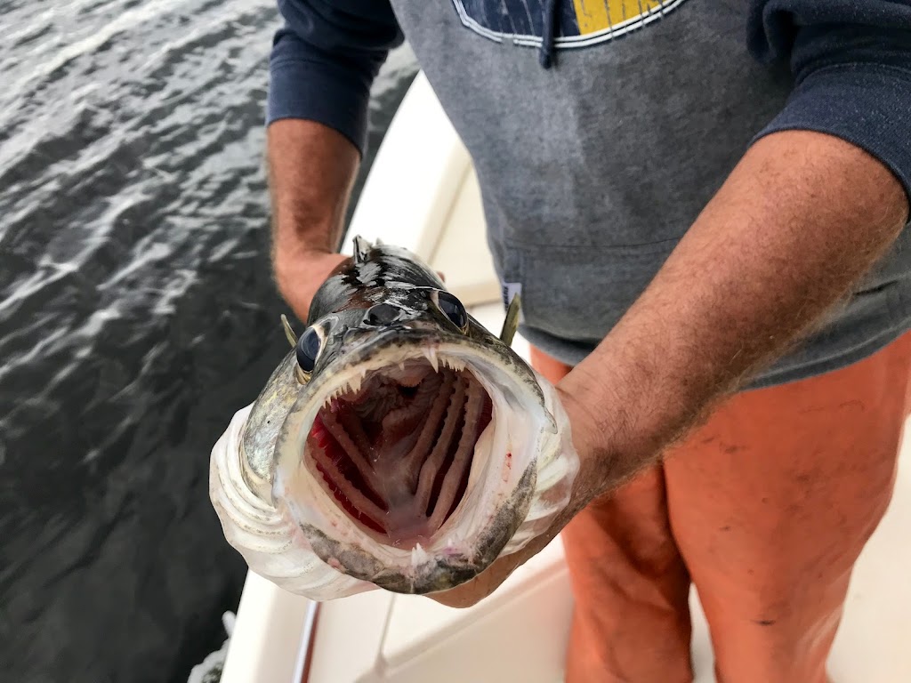 Chautauqua Fishing Charters | 9 Merrill Ave, Chautauqua, NY 14722, USA | Phone: (571) 213-2542