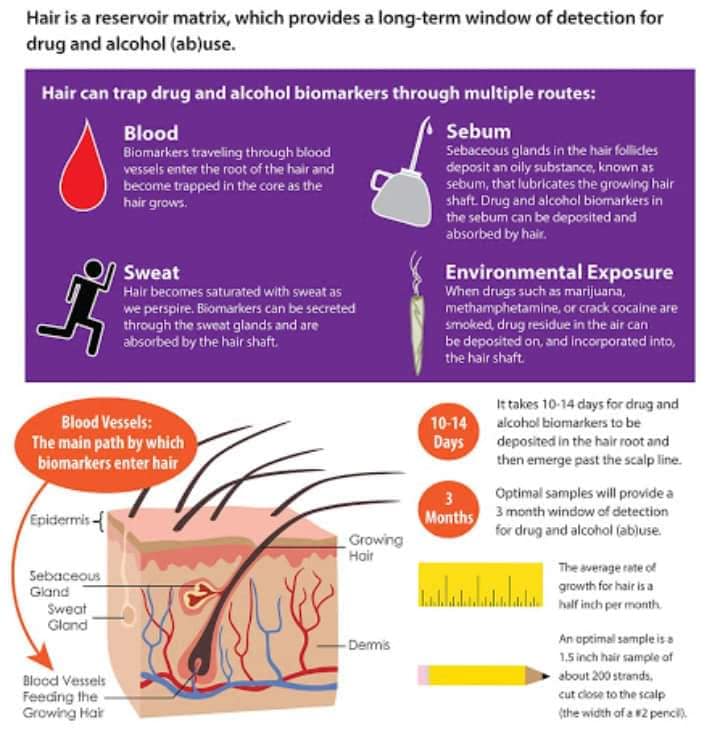 Accurate Screenings LLC Mobile Phlebotomy & Drug Testing Co. | 5680 Fountain Lake Cir #218, Bradenton, FL 34207, USA | Phone: (941) 544-1646