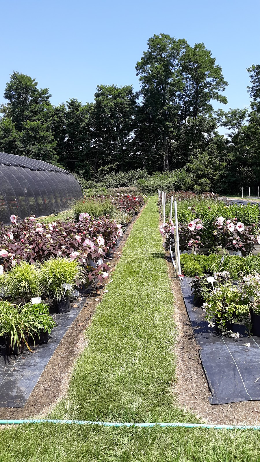 Spring Gardens Plant Farm | 1988 OH-73, Waynesville, OH 45068, USA | Phone: (513) 804-8288