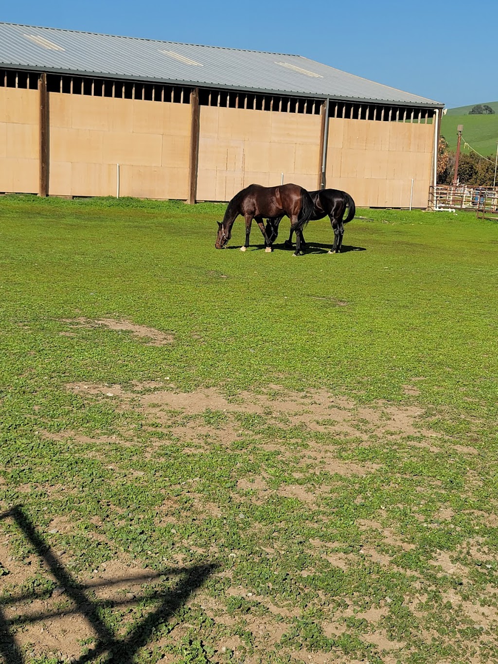 Equestrian Games Riding Academy | 17601 Marsh Creek Rd, Brentwood, CA 94513, USA | Phone: (510) 313-3171