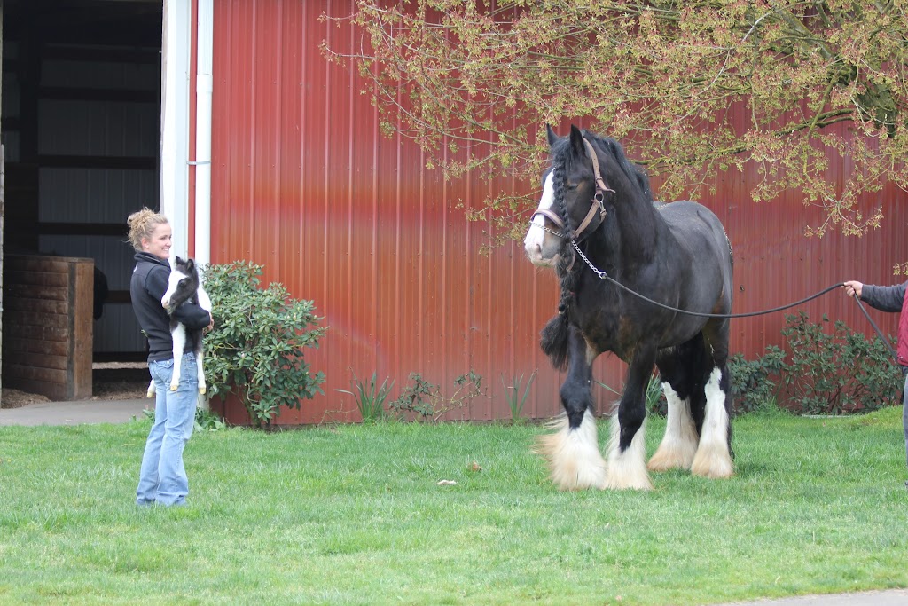 Oakhurst Equine Veterinary Services | 18715 NE, OR-240, Newberg, OR 97132, USA | Phone: (503) 554-0227