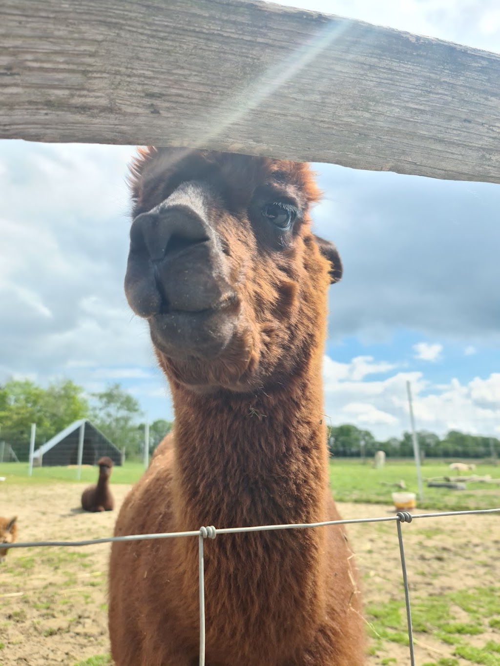 White Elm Petting Farm | 4 White Elm Rd, Bicknacre, Chelmsford CM3 4LR, UK | Phone: 01245 227829