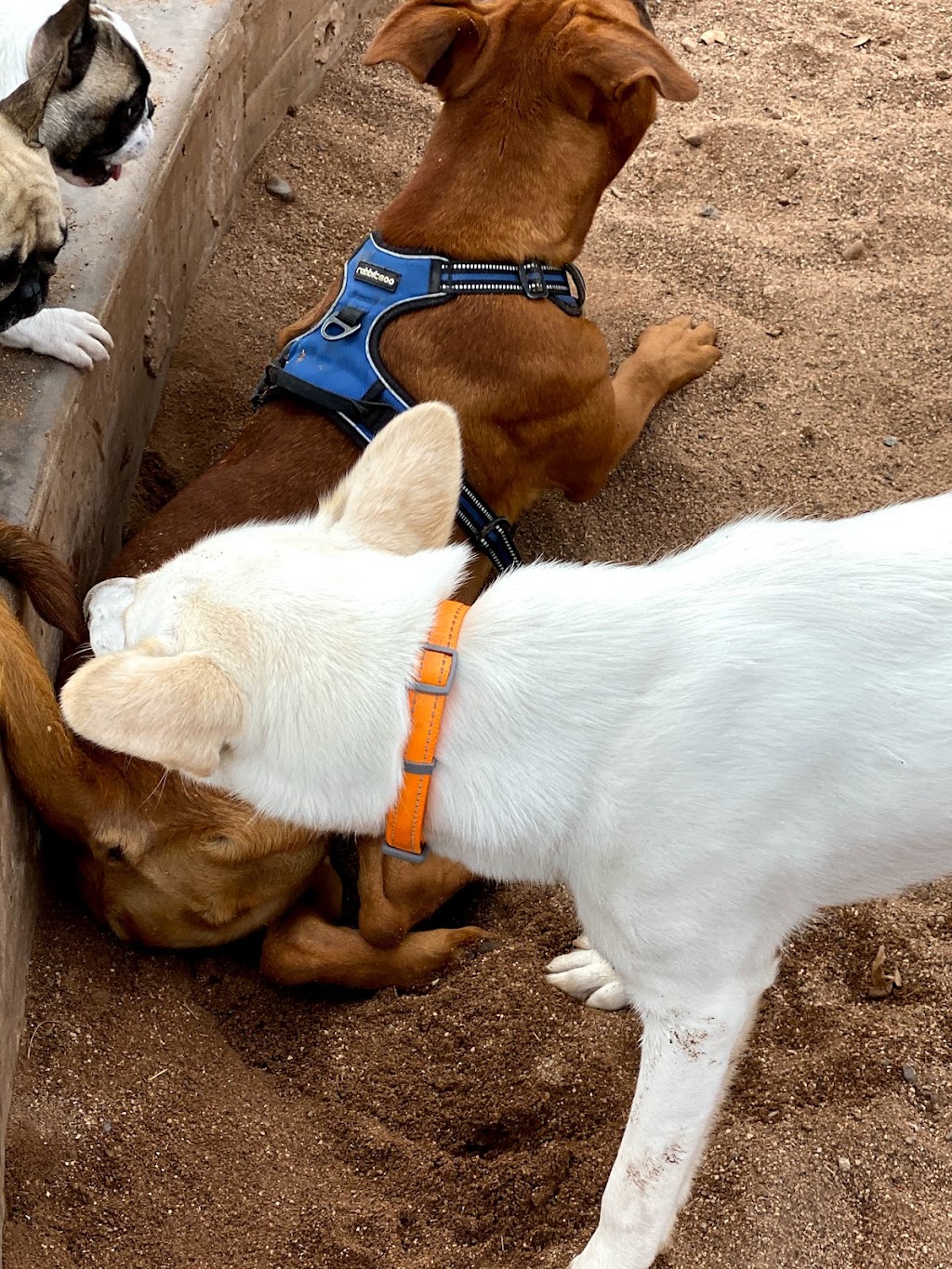 Chaparral Dog Park | 5401 N Hayden Rd, Scottsdale, AZ 85250, USA | Phone: (480) 312-2353