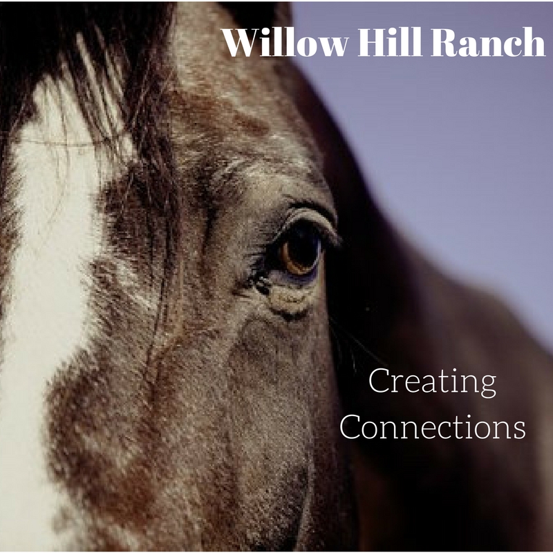 Willow Hill Ranch | 50601 N 35th Ave, New River, AZ 85087, USA | Phone: (602) 882-3261