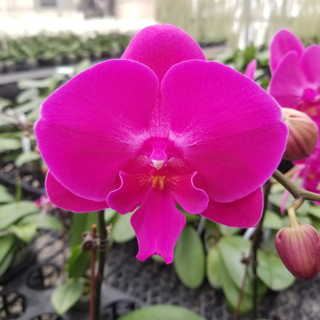 Ontario Orchids Inc | 703 Pomelo Dr, Vista, CA 92081, USA | Phone: (760) 631-0098