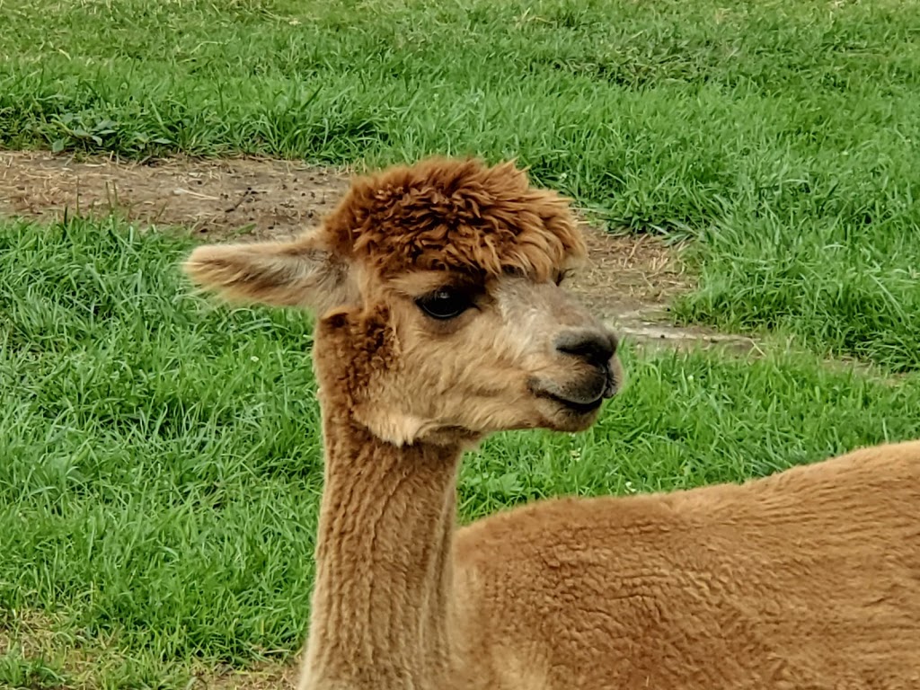 Thistle Creek Alpaca Farm | 1091 Ostrander Rd, East Aurora, NY 14052, USA | Phone: (716) 725-8238