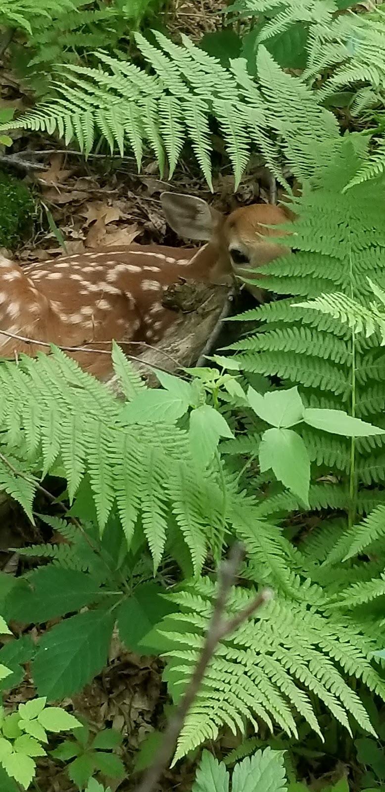 Hampton Woods Wildlife Management Area | 22000 Collier Ct, Hampton, MN 55031, USA | Phone: (651) 322-4643