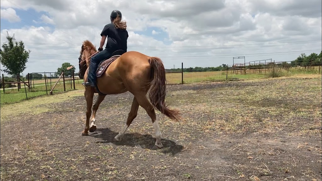 Texas Equine Education & Horsemanship | 4097 FM 903, Farmersville, TX 75442, USA | Phone: (972) 945-9493