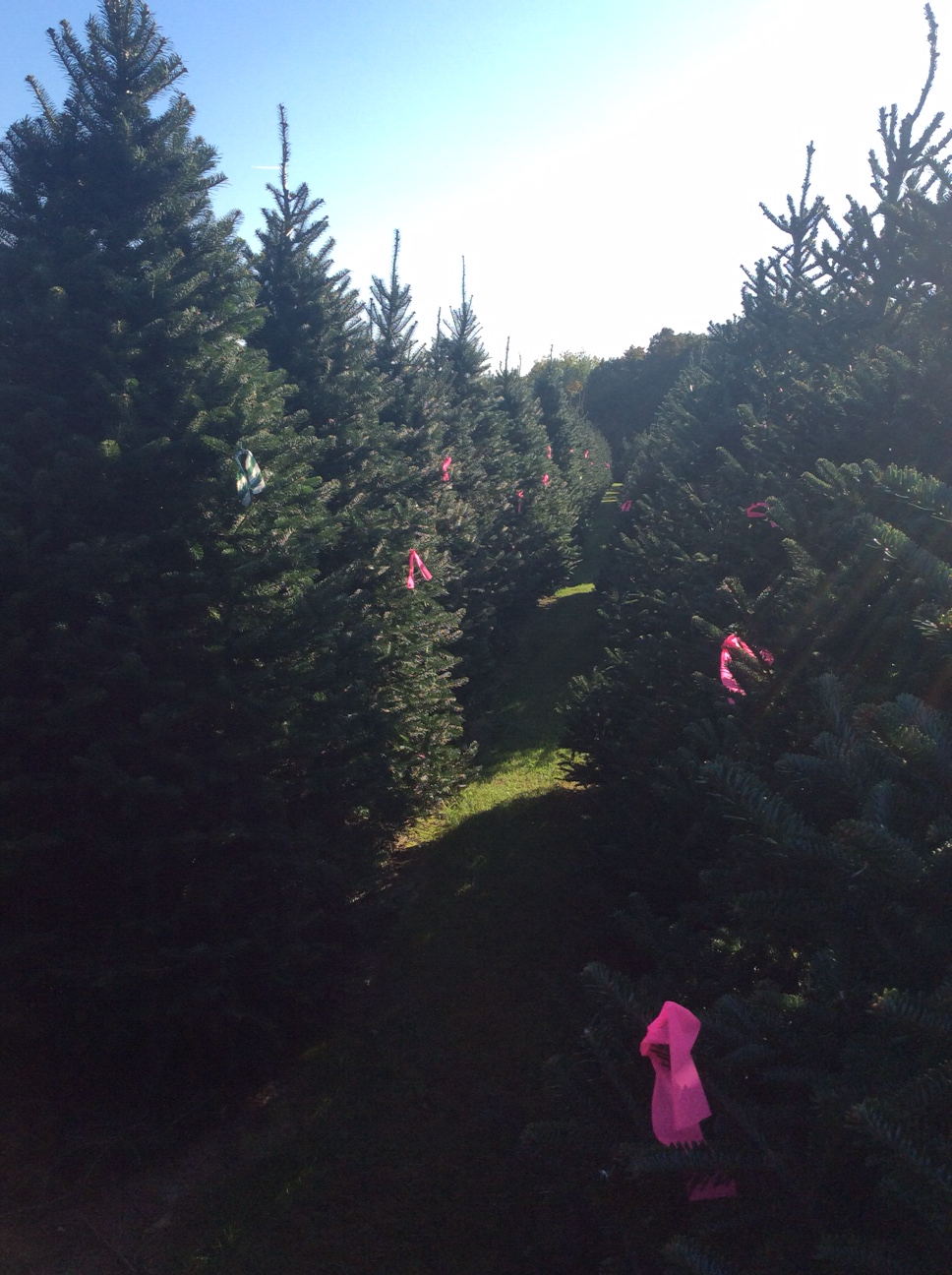 Riverside Christmas Trees | 982 Canal Rd, Marshall, WI 53559, USA | Phone: (608) 334-4257