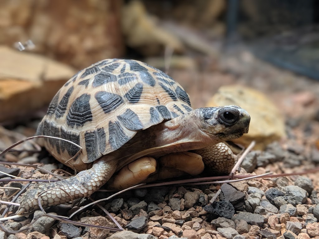 Tennessee Aquarium | 1 Broad St, Chattanooga, TN 37402, USA | Phone: (423) 265-0695