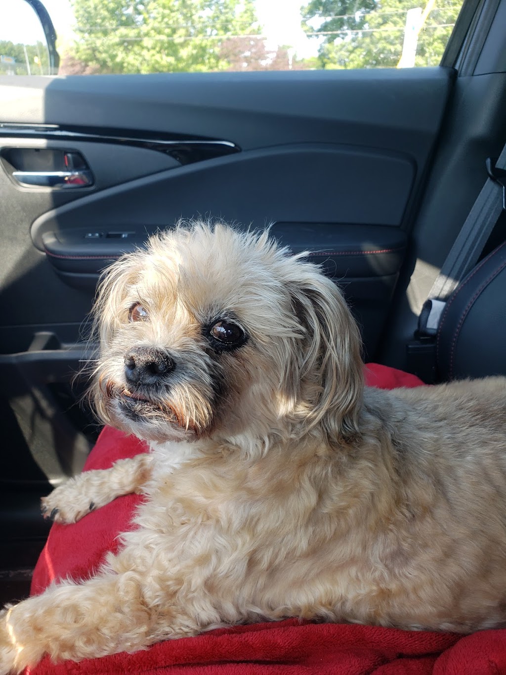 Mebane Pet Clinic | 900 Mebane Oaks Rd, Mebane, NC 27302, USA | Phone: (919) 304-5200