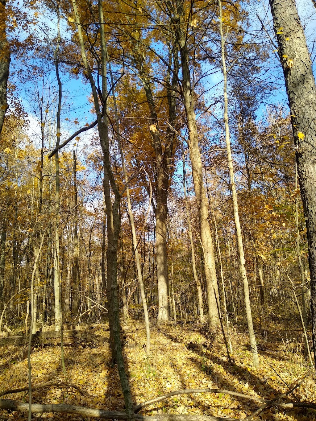 Spencer Lake Wildlife Area | 5852 River Corners Rd, Spencer, OH 44275, USA | Phone: (330) 644-2293