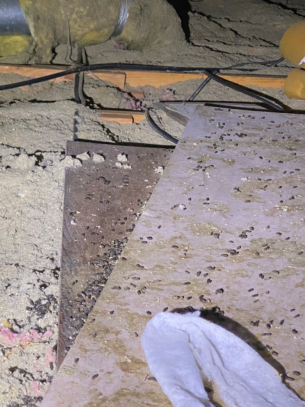 Allnone Pest Eliminators | 917 Sunset Dr, Antioch, CA 94509, USA | Phone: (800) 430-3778