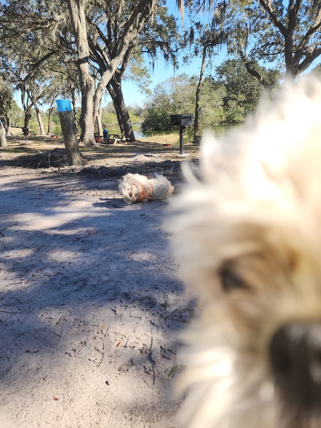 Wilderness Shores Ranch and Campground | 1329 Fish Hatchery Rd, Lakeland, FL 33801, USA | Phone: (863) 899-5147