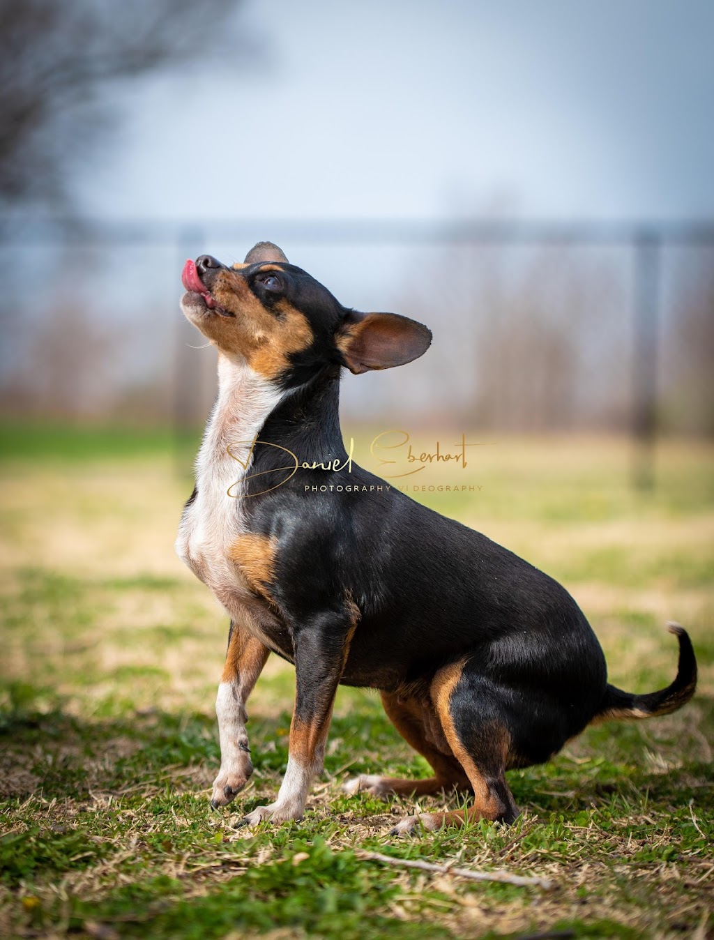 Augusta Dog Park | Augusta, KS 67010, USA | Phone: (316) 775-4505