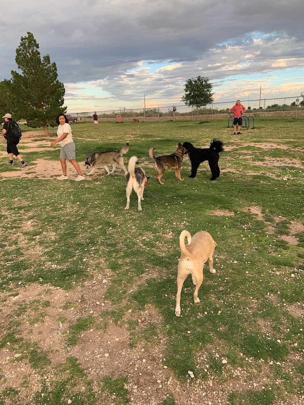 Tierra Buena Dog Park | 12701 Pebble Hills Blvd, El Paso, TX 79936, USA | Phone: (915) 212-0092