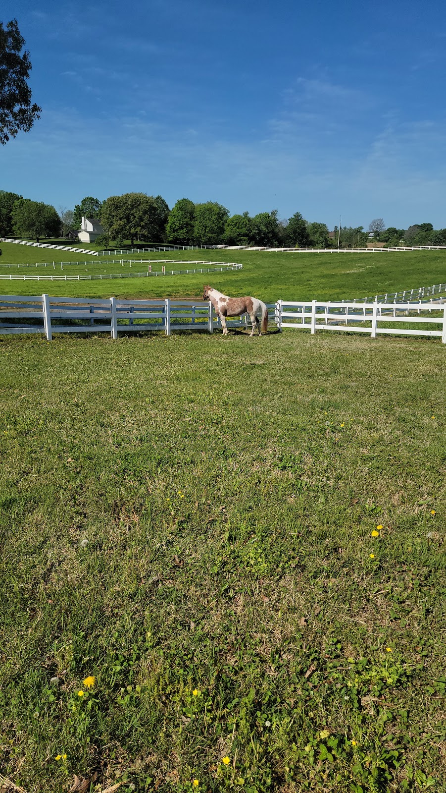 Sunset Stables | 1251 Rosson Rd, Adams, TN 37010, USA | Phone: (931) 494-7792