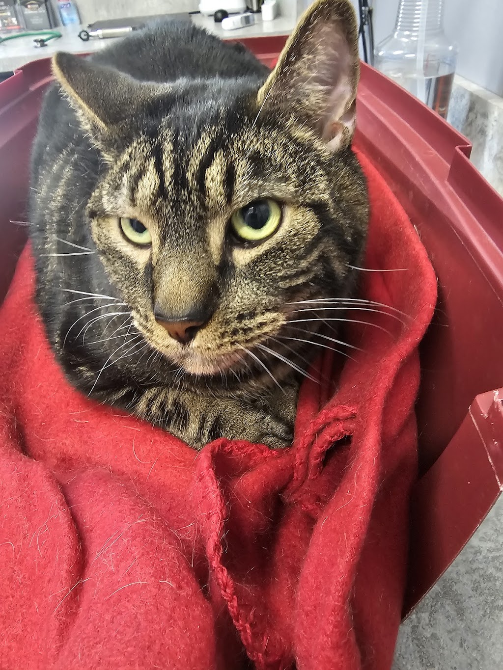 Animal House Veterinary Hospital | 4202 Jeffco Blvd, Arnold, MO 63010, USA | Phone: (636) 464-1038