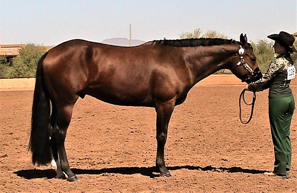 Blue Ribbon Horse Shows | 15026 N Cave Creek Rd Suite 3, Phoenix, AZ 85032, USA | Phone: (602) 992-2145