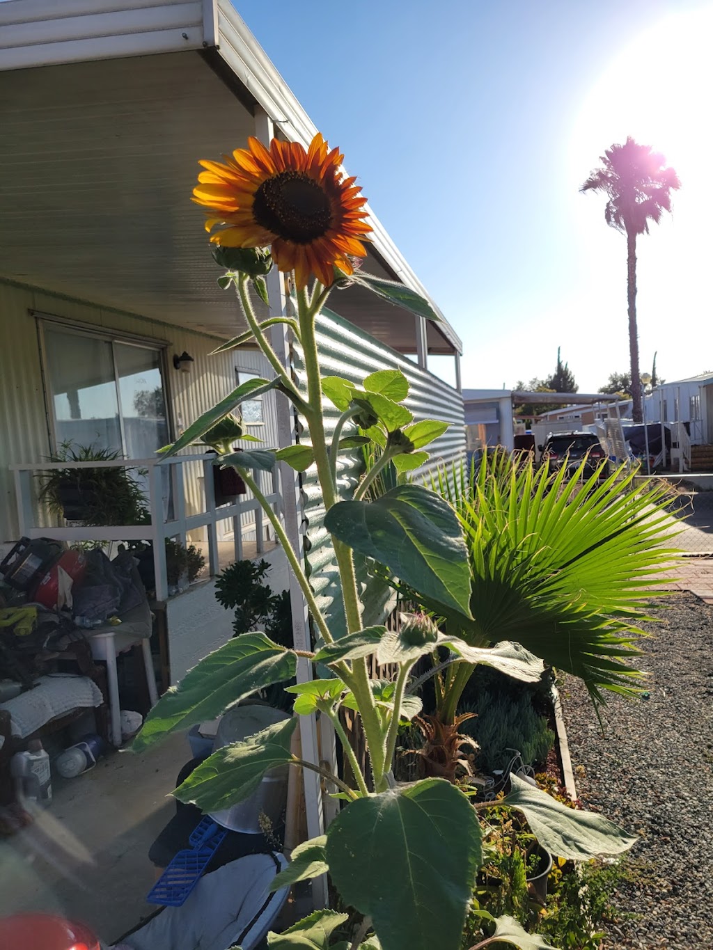 Santa Rosa Mobile Home Community | 1455 S State St, Hemet, CA 92543, USA | Phone: (951) 658-1816