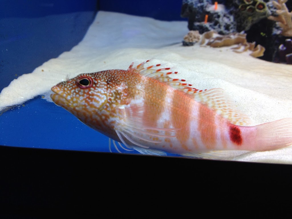 Off The Hook Marine Fish | 1200 GA-74, Peachtree City, GA 30269 | Phone: (678) 489-3063