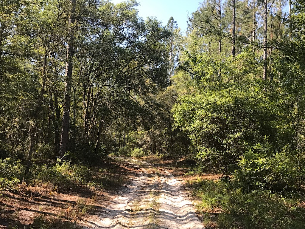 Belmore State Forest - Satsuma Tract | 4980 FL-16 W, Starke, FL 32091, USA | Phone: (904) 529-2358