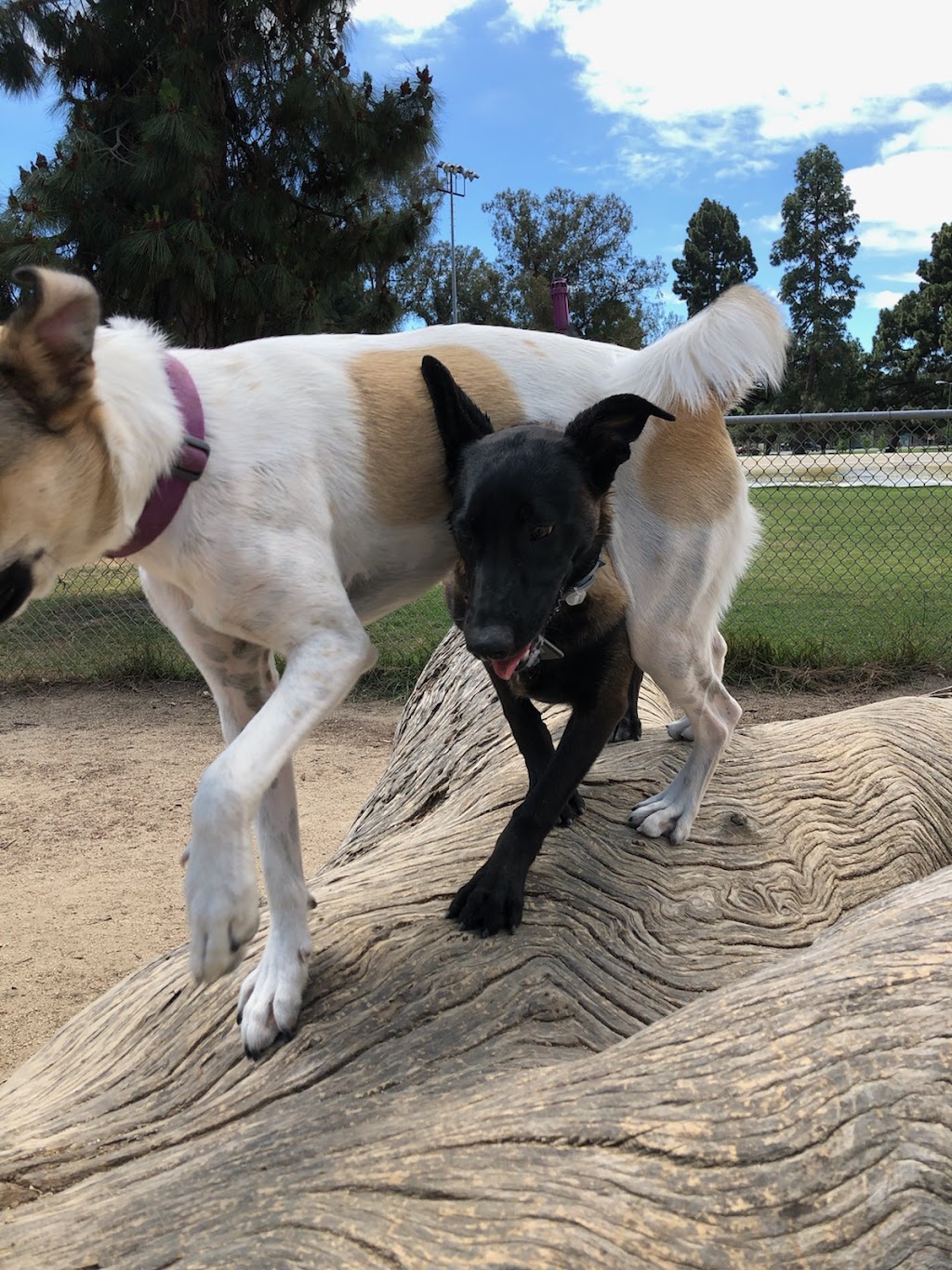 Recreation Dog Park | 5201 E 7th St, Long Beach, CA 90804, USA | Phone: (562) 570-7387