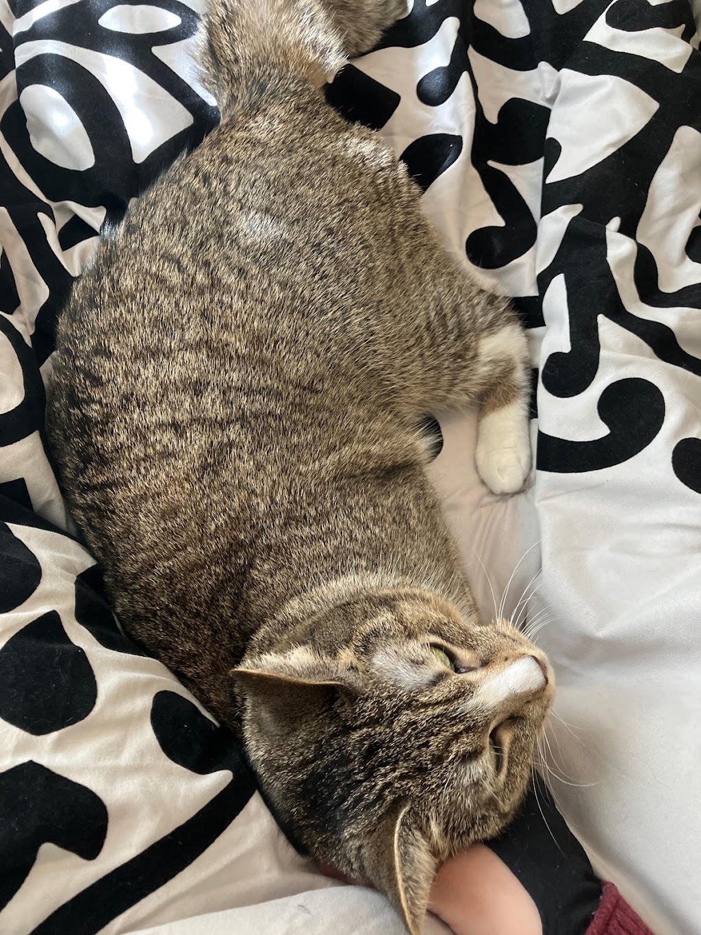 SPCA Serving Erie County | 300 Harlem Rd, West Seneca, NY 14224, USA | Phone: (716) 875-7360