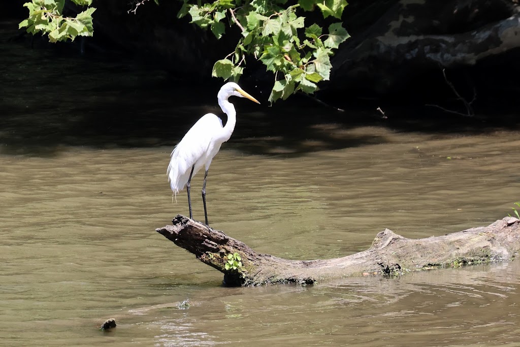 Newport Wetlands | W Newport Dr, Youngstown, OH 44511, USA | Phone: (330) 740-7114