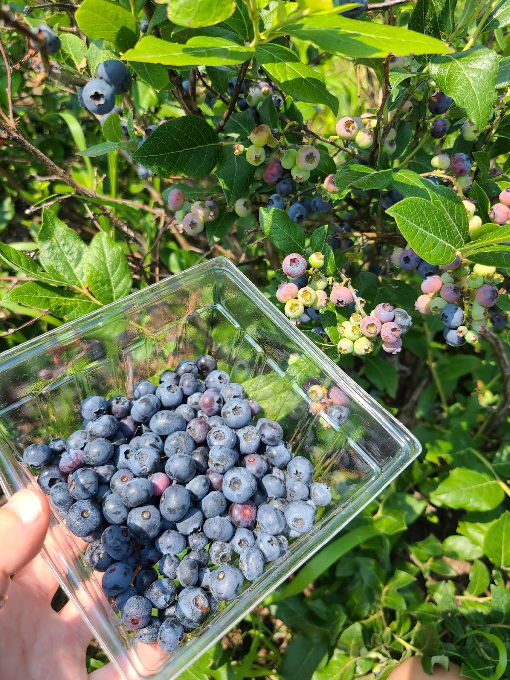 Rods Berry Farm | 28624 Zodiac St NE, North Branch, MN 55056, USA | Phone: (651) 674-8765