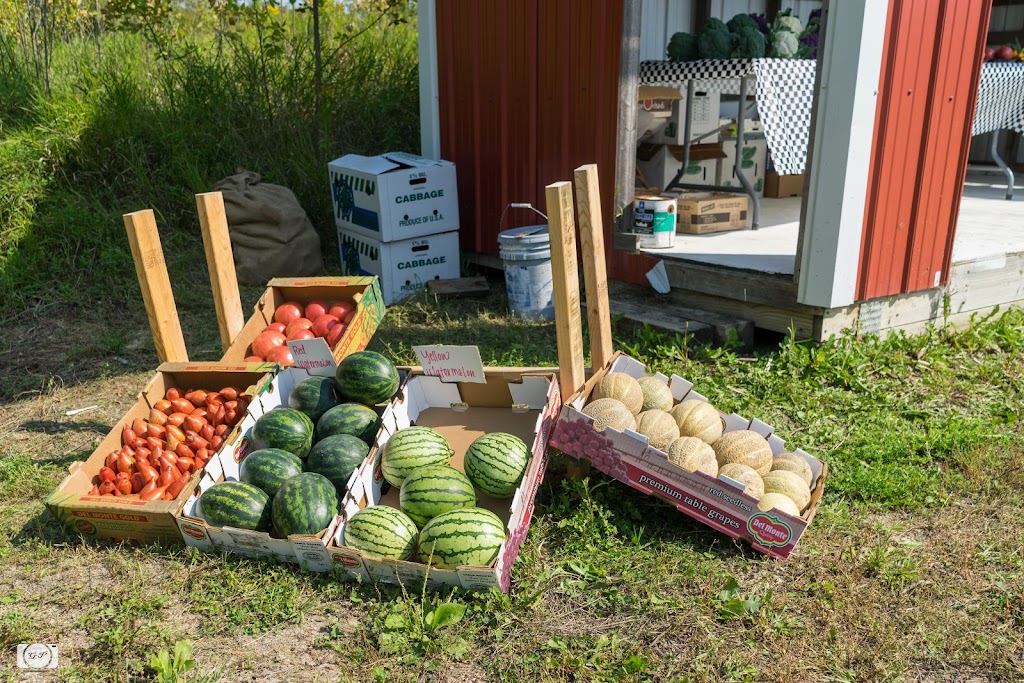 Gysland Brothers Farm | 486 220th St W, Jordan, MN 55352, USA | Phone: (952) 913-5553