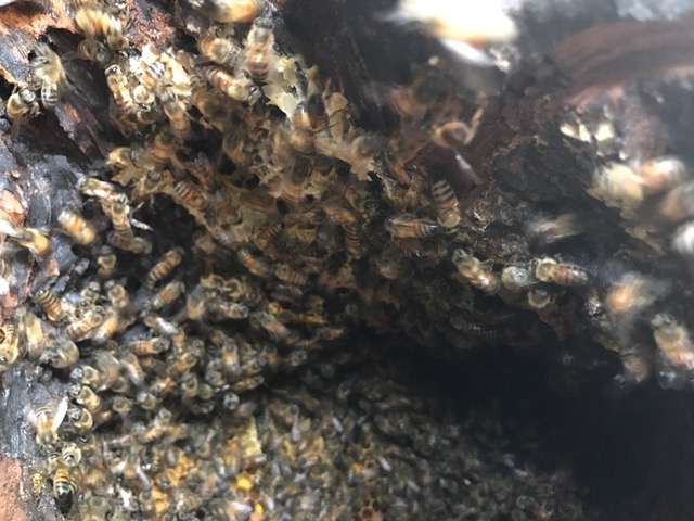 Bee Removal Wittmann Abello Bees | 30221 N 216th Dr, Wittmann, AZ 85361, USA | Phone: (623) 223-9631