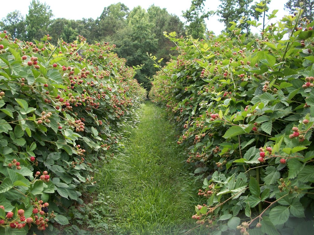 Summerberry Farm | 3430 Rimer Rd, Concord, NC 28025, USA | Phone: (704) 721-0670
