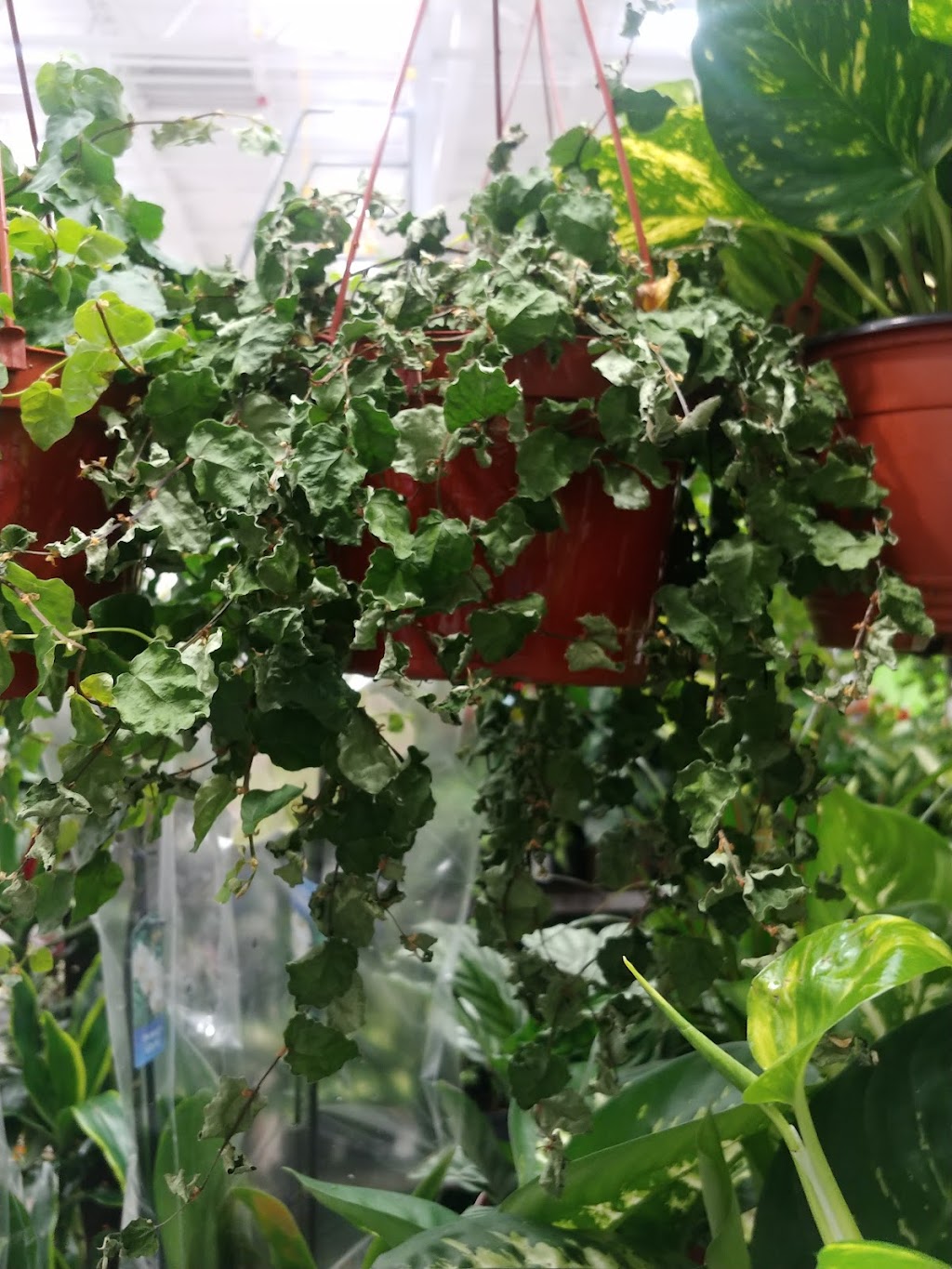 Lowes Garden Center | 1348 N Azusa Ave, Covina, CA 91722, USA | Phone: (626) 756-3000