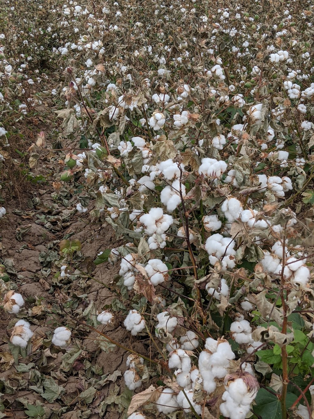 Discover Marana Visitor Center | 13251 N Lon Adams Rd, Marana, AZ 85653, USA | Phone: (520) 639-8040